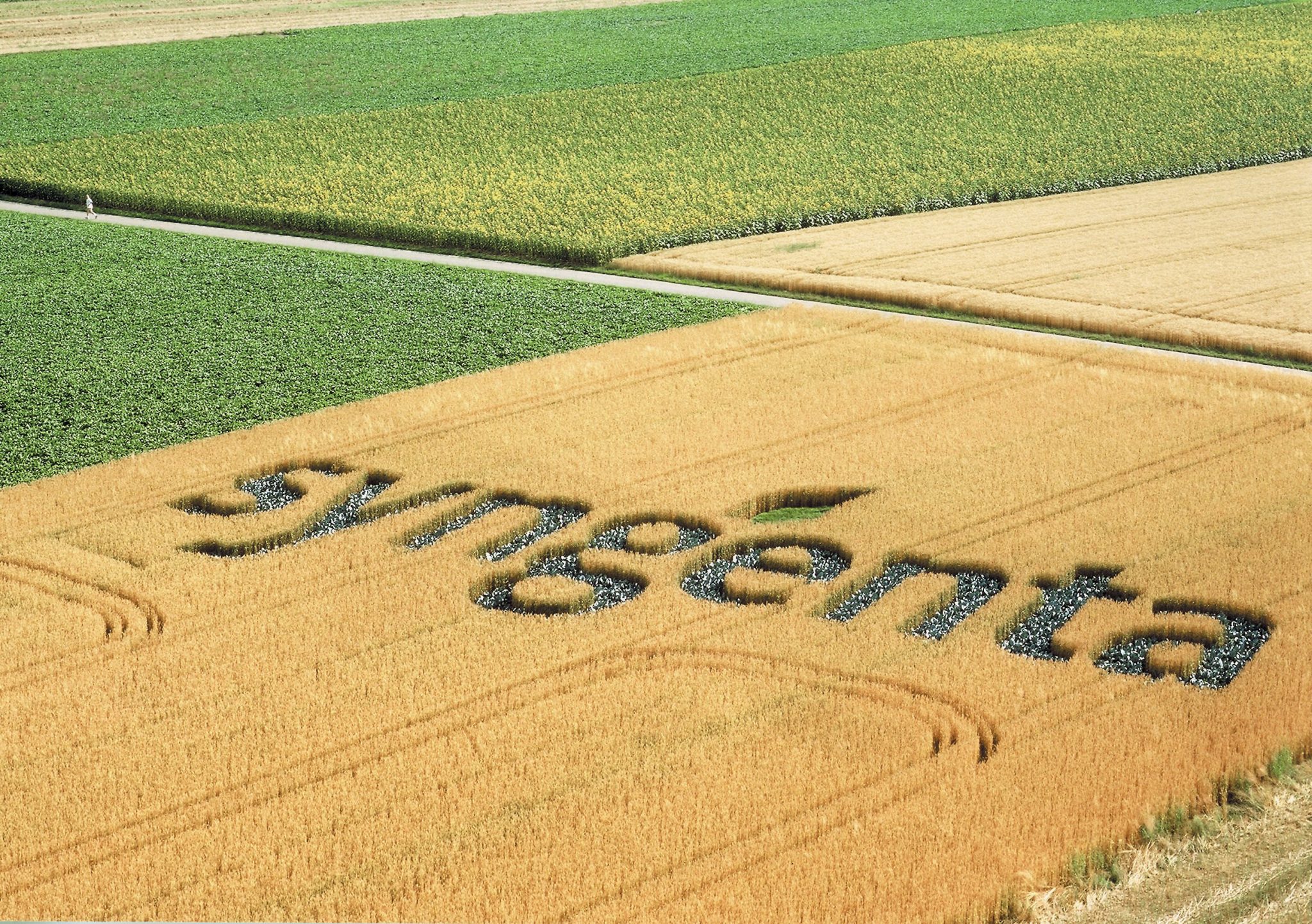 Envie de semer les graines du monde de demain ? Comme Anne Azam, Head of Seeds Business Units – France and South Europe, rejoignez Syngenta.