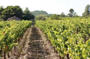 La vigne © Suhr Photography