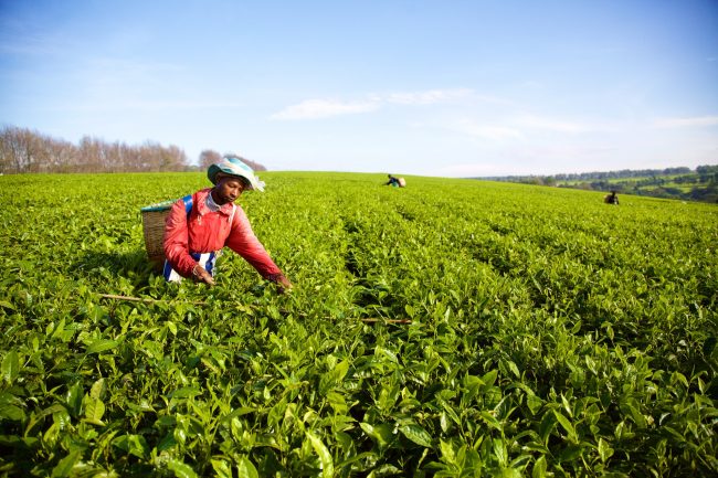 Plantation de thé Finlays (Kenya) – Max Havelaar France (c) James Robinson